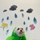 딩동댕독 이미지