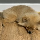 퍼니펫 동물병원 이미지