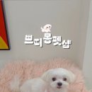 쁘띠몽펫샵 이미지