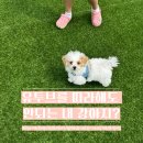 대견하개 이미지