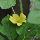 직실농원 이미지