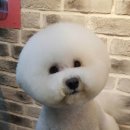 하쿠애견샵 이미지