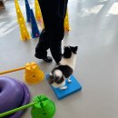 플러스펫 이미지