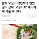 핸슨 오징어양식장 + 화라 맥반석구이집 3주차 후기 이미지