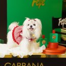 뽀글리 | 말티즈견사 미니말티즈분양 티컵말티즈분양 쇼룸 뽀글리에서