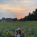 해바라기카페 | 제주 해바라기 카페 핀 FINN 일몰 후기