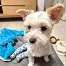 쿨펫동물병원(탄방점) 이미지