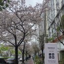 멍멍애견미용 | 부산 해운대 중동 애견미용 멍멍부띠끄 강아지목욕 버블스파 후기(요다맨)