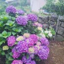 하귤민박 이미지