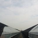 딸기하우스