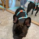 도그바게트 이미지