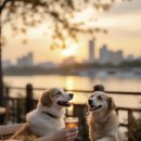 모꼬지 댕 이미지