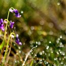 아침이슬 이미지