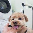 개도만족 이미지