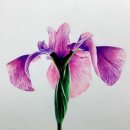 색연필드로잉 이미지