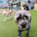 공감애견학교 | 김포애견유치원 공감애견 학교에 우리집초코 보낸후기