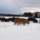 청초목장 이미지