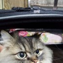 오도꾸 애견샵 이미지