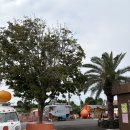 가든농장 | 제주 파더스가든 제주감귤체험 동물농장 핑크뮬리 팜파스까지 올인원 패키지 후기