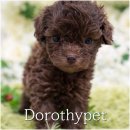 동편동물병원 | 구미강아지책임분양 일상에 자연스럽게 스며들었다