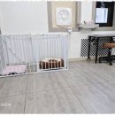 The빛나개 이미지