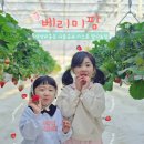 웅진농장 | 아이와_나들이: 서울근교 딸기체험 신규오픈농장 [베리미팜]