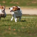 바나나동물병원 이미지