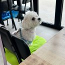 이스턴 코스트 | 양양맛집 남애리해수욕장 멍비치근처 이스턴코스트 애견동반가능한 중식집