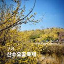 산수유축제장 | 2026 구례 산수유꽃축제 실시간 후기! 축제장 코스 총정리(+주차 꿀팁, 개화율)