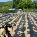 메뚜기민박 이미지