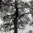 대부해솔길 5코스 이미지