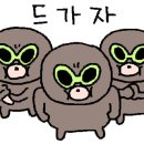 일랑더치 이미지