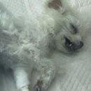 장수동물의료원 이미지