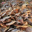 서리농장 이미지