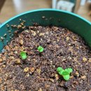 다이소 신남역점 이미지