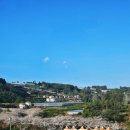 서홍로 | 제주 서홍동 웃물교 벚꽃축제 후기🌸 동네 감성 벚꽃축제