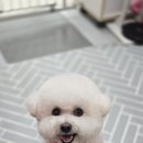 루이스독 이미지