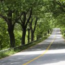 청남대 진입로 이미지