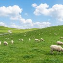 산들목장 | 대관령 양떼목장 완전 정복 가이드: 주차부터 먹이주기 체험, 황금 포토존 위치까지 싹 다 정리해드림