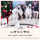 루시드펫 | 강아지소파 다니펫 루시드 높낮이 조절 애견소파 겸 애견침대