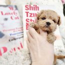 나라애견 송탄점 | 송탄강아지분양 키우기쉬운애견 으로 선택!