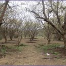 산수유축제장 이미지