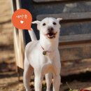 원적산공원 | 시고르자브종 흰둥이의 원적산공원 가을 산책