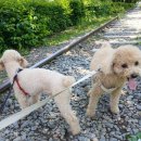 슬기로운멍생활 이미지