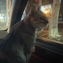 궁댕이 애견미용실 | 뭐든 날씨탓이 확실하다