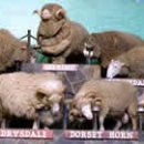 기선목장 이미지