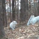 멍멍이가족 이미지