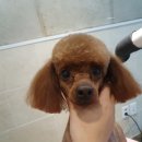 감성그루밍 이미지