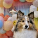 #grooming | 셔틀랜드쉽독 스파 금호동 애견미용