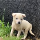 진도개영농조합 이미지